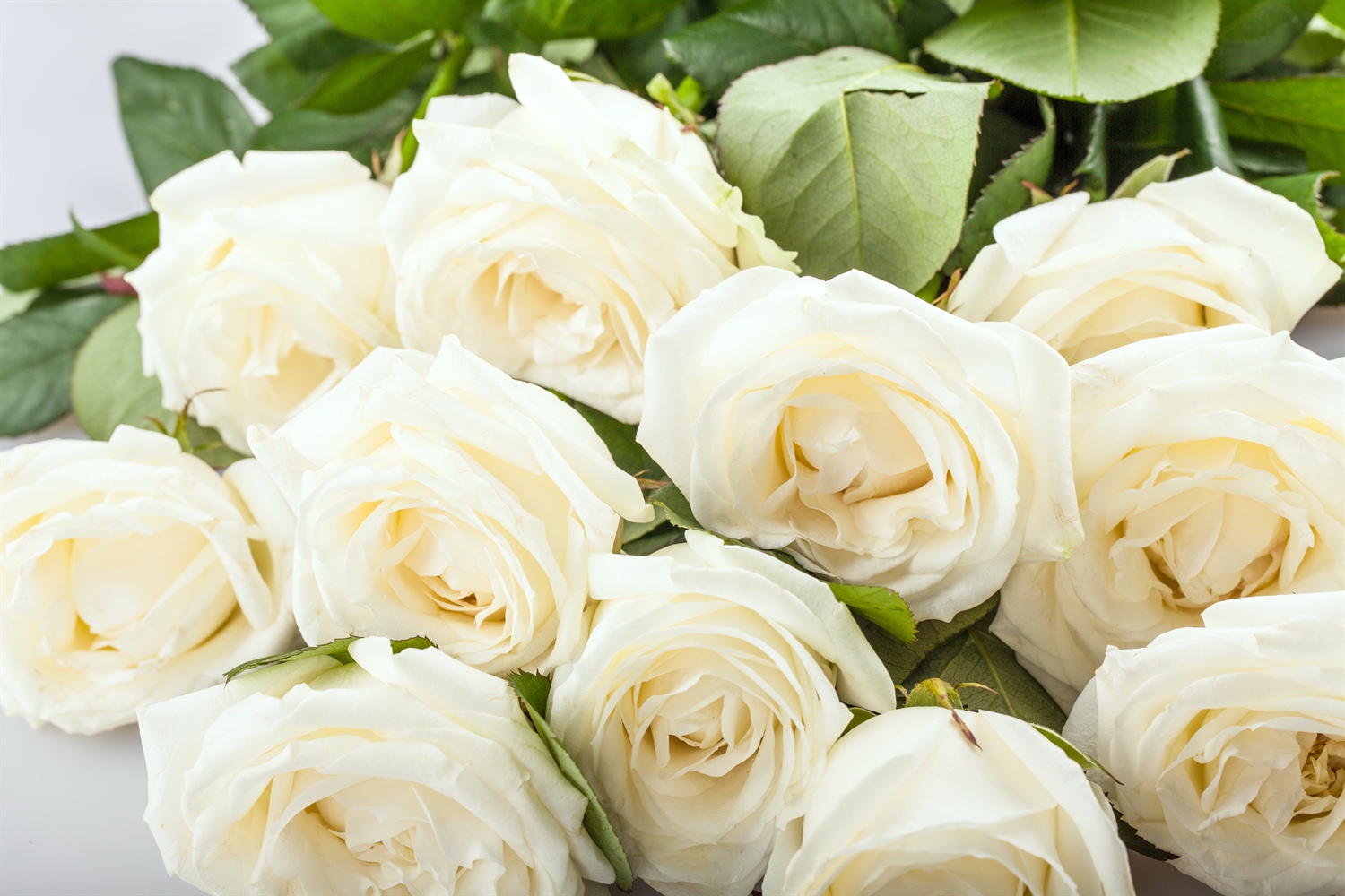 Marlene Greaves - Cards, Cakes & Floral Tributes photo 2